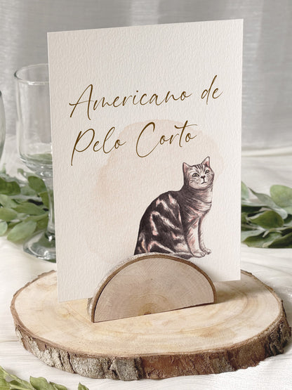 Seating plan de gatos en cuarelas
