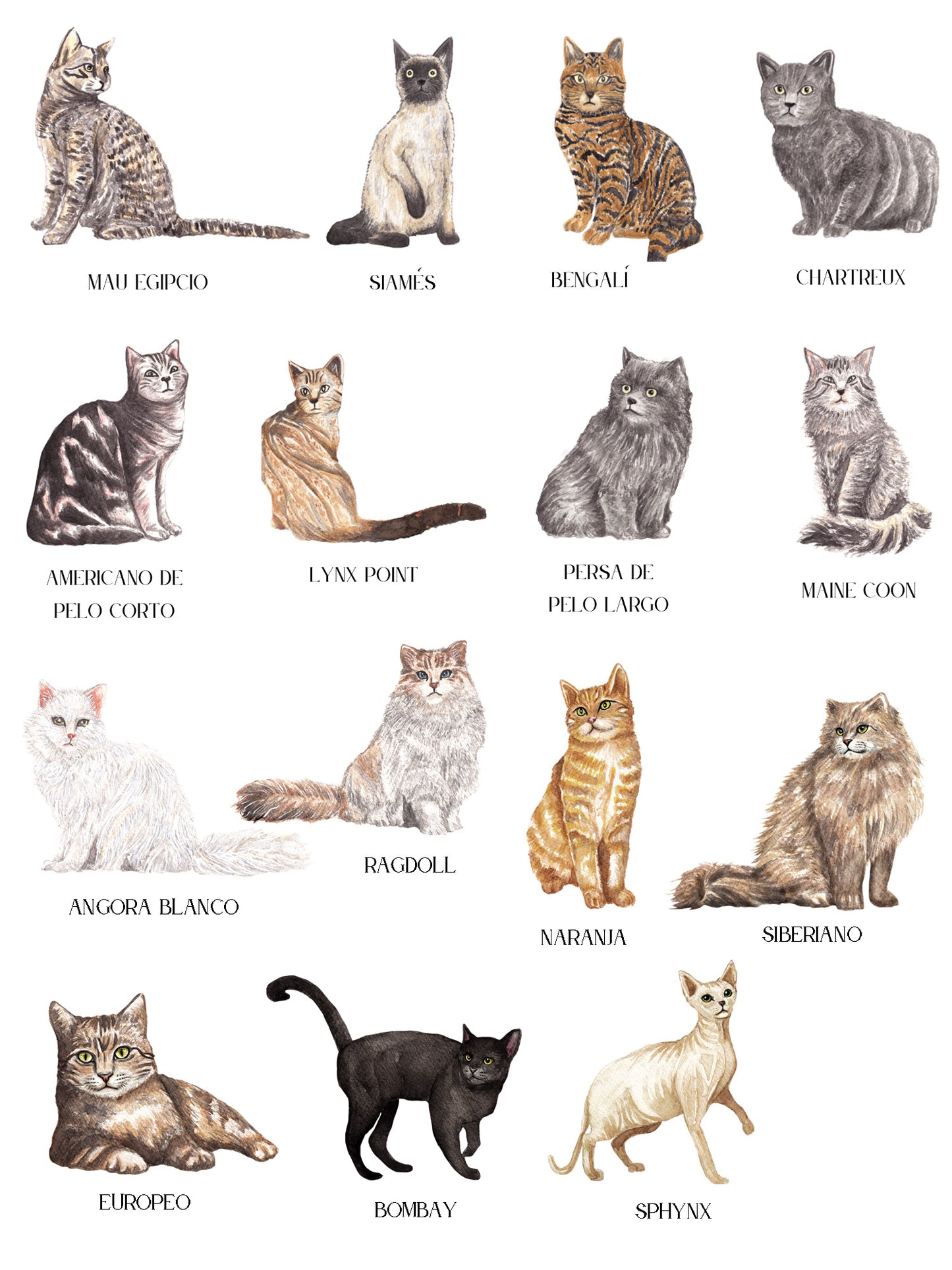 Seating Plan/Meseros Gatos