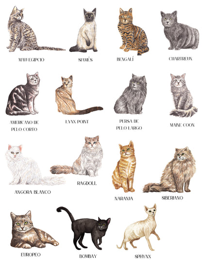Seating Plan/Meseros Gatos