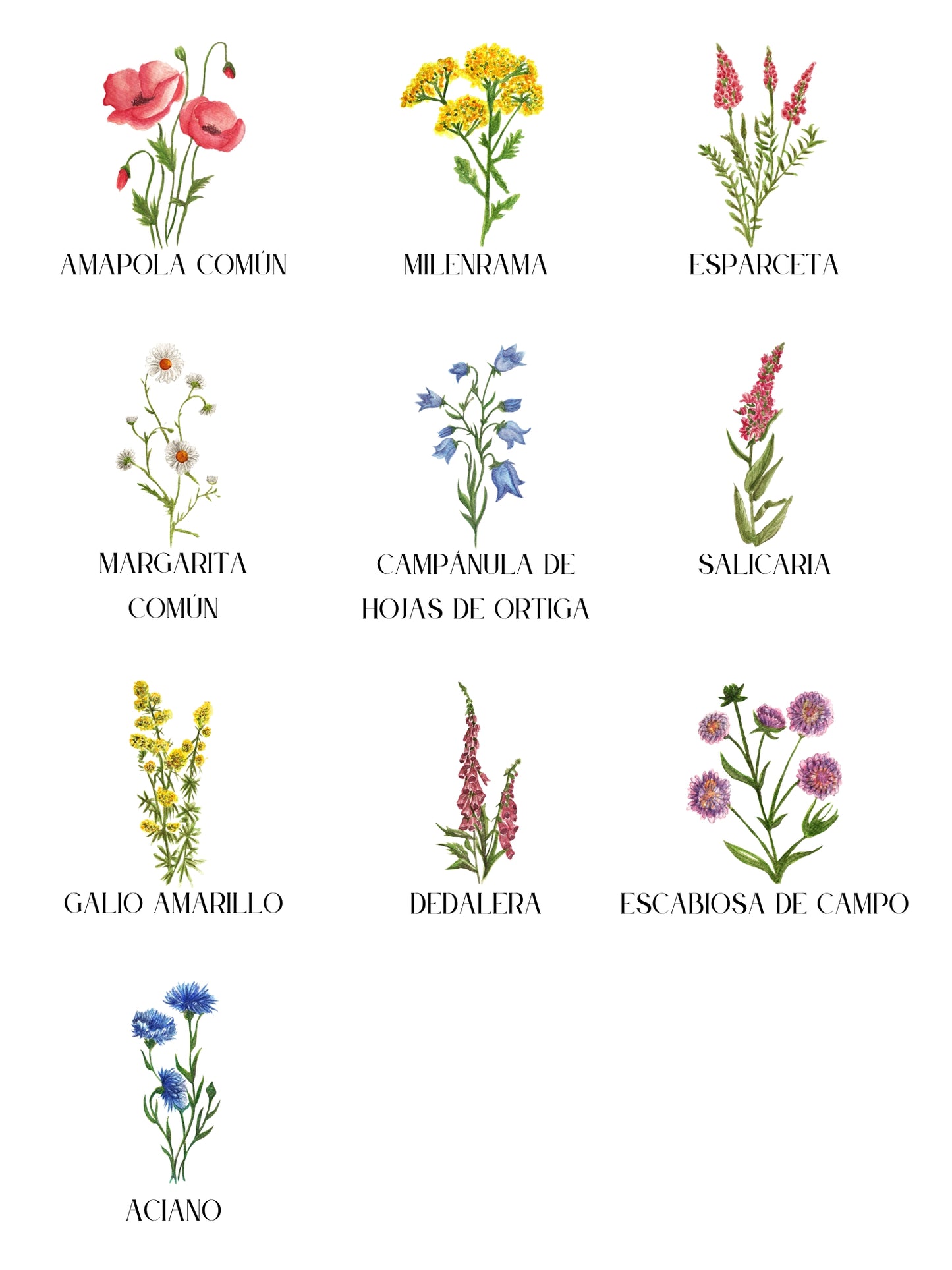 Seating Plan/Meseros Flor Silvestre